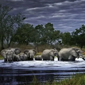 Puzzle 2000 pzs. Humboldt Ed. Herd of Elephants - Image 2